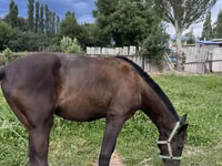 Hengst, French Trotter — Foto 3