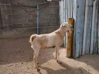 Ziege, Kamori goats — Foto 3