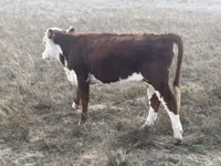 Vaca, Vaca kazaja de cabeza blanca — foto 6