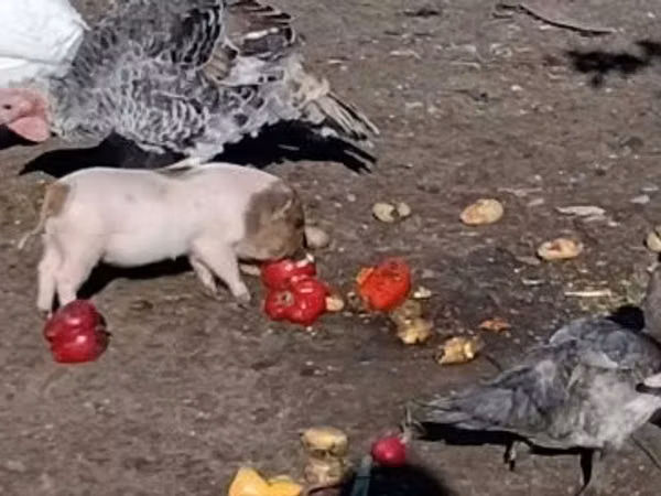 Schweine (Partie, Geschlecht nicht angegeben), 
