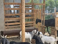 Ziege, Alpine goat — Foto 2