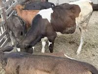 Buqa, Russian Black pied cattle — 2-rasm