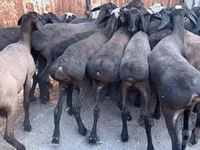 Widder, Blackheaded Persian sheep — Foto 1