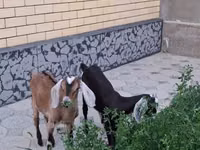 母山羊, Nubian Goat — 照片 1