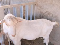 Ziegenbock, Saanen goat — Foto 1