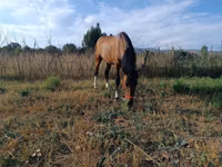 Horse (M), Russian Don — photo 4