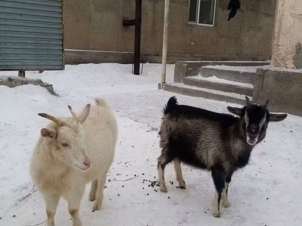 Cabro, Cabras — Kazajistán