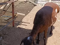Sheep, Sheep — photo 4