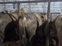 Toro, Ganado vacuno — foto 7