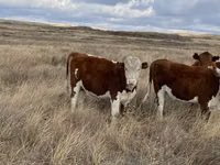 Toro, Vaca kazaja de cabeza blanca — foto 3