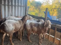 Widder, Arashan sheep — Foto 7