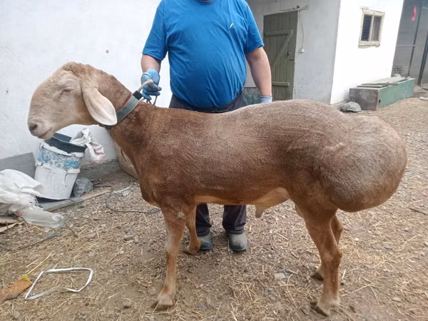 كبش, Arashan sheep — كازاخستان