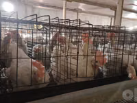 Chickens — Foto 2