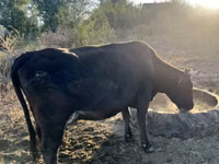 母牛, Cattle — 照片 3