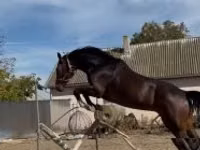 Caballo, Hanoverian — foto 7