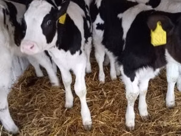 公牛, Holstein breed
