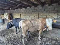 Toro, Russian Black pied cattle — foto 5