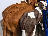 Qoramol (partiya, jinsi ko‘rsatilmagan), Simmental cattle — 1-rasm