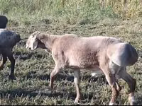 Widder, Arashan sheep — Foto 1