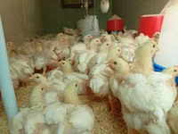 Chickens — फ़ोटो 1