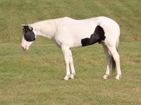 Hengst, American paint horse — Foto 2