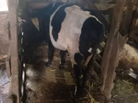 गाय, Russian Black pied cattle — फ़ोटो 2