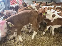 Bull, Simmental cattle — photo 1
