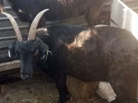 Echki, Nubian Goat — 5-rasm