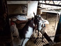 Goat, Beetal goats — photo 4