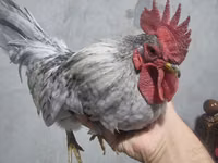 Chickens — 4-rasm