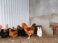 Brahma — Foto 4