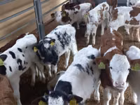 Buqa, Simmental cattle — 6-rasm