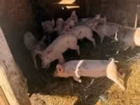 Eber, Schweine — Foto 1