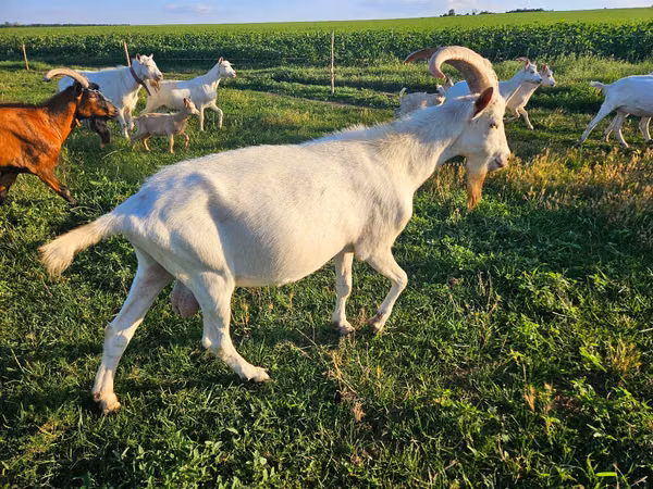 Ziege, Saanen goat