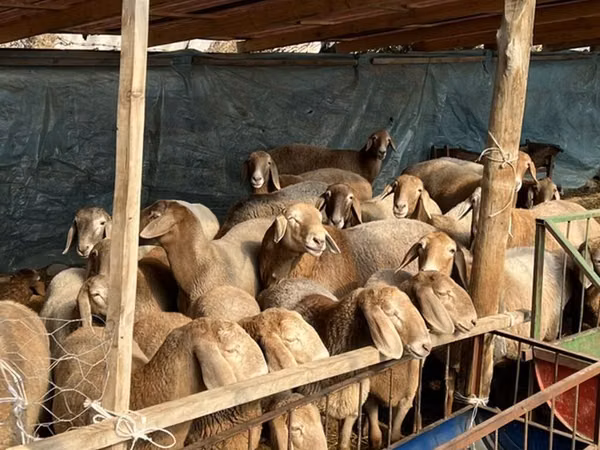 Қой, Tian-Shan semifinewool sheep