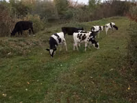 Bulle, Russian Black pied cattle — Foto 1