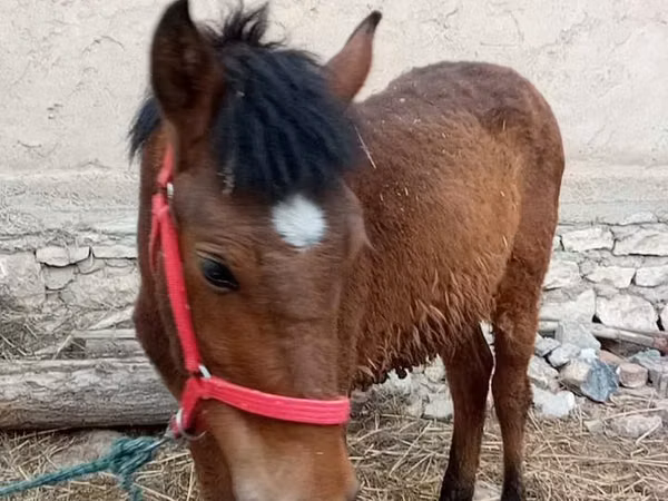 Hengst, Pferde — Usbekistan