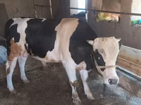Toro, Russian Black pied cattle — foto 2