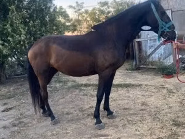 घोड़ी, Nonius horse