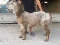 Qoʻchqor, Arashan sheep — 1-rasm