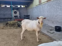 Cabro, Saanen goat — foto 1