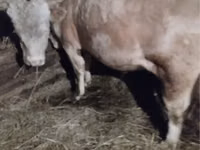 Kuh, Simmental cattle — Foto 1