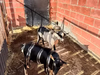Теке, Alpine goat — 4-сурет