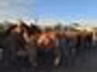 Caballos (lote, sexo no especificado), Horse breed — foto 6