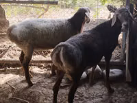 Carnero, Rhon sheep — foto 6