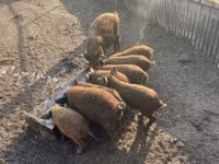 Pigs (batch, sex not specified) — photo 3