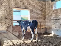 Kuh, Russian Black pied cattle — Foto 1