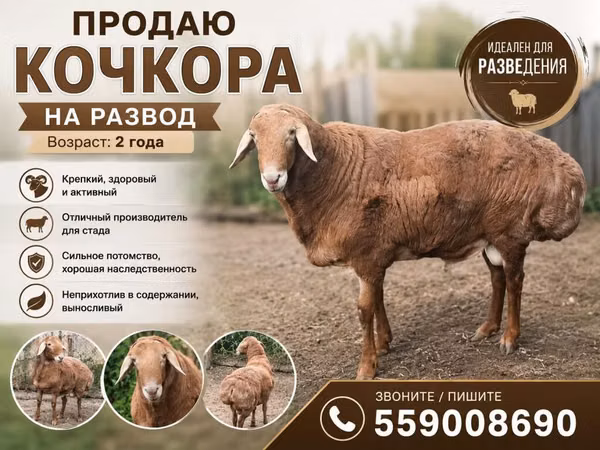 Carnero, Rhon sheep — Kirguistán