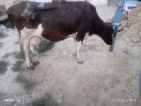 بقرة, Russian Black pied cattle — الصورة 5