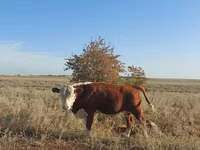 公牛, Kazakh White-headed cow — 照片 1